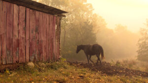 Horse by red barn